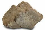 Fossil Theropod Dinosaur (Allosaurus) Bone Section - Utah #378455-1